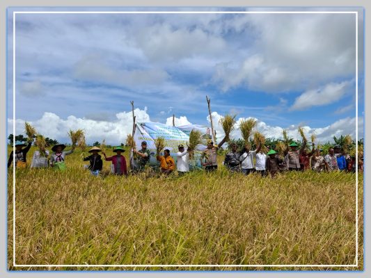 Pj. Bupati Rote Ndao Oder Maks Sombu, SH,MA,MH dan Forkompimda melakukan Panen Raya Padi bersama Masyarakat di Desa Oebau.