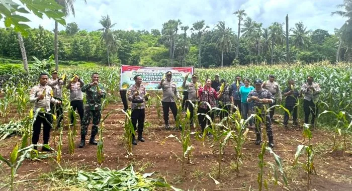 Panen Raya : Wakil Bupati Rote Ndao Apremoi Dudelusy Dethan memimpin Panen Raya Jagung Serentak Kuartal I Tahun 2026, Kamis (08/01/2026).