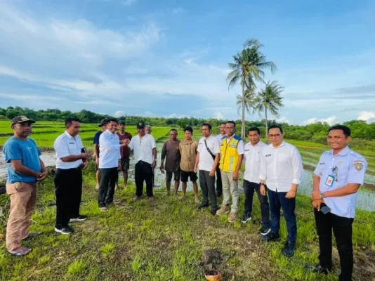Tinjau Persawahan : Bupati Rote Ndao Paulus Henuk meninjau perwasahan masyarakat di Desa Ingguinak.