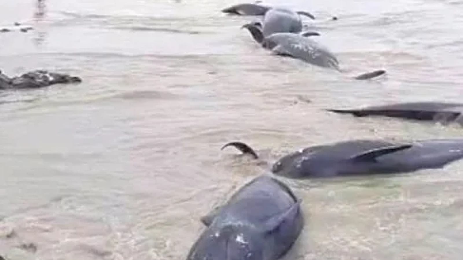 Puluhan Paus Pilot terdampar di Perairan Rote Ndao. Penyebab fenomena ini masih dalam penelitian.