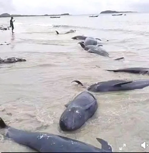 Puluhan Paus Pilot terdampar di Perairan Rote Ndao. Penyebab fenomena ini masih dalam penelitian.