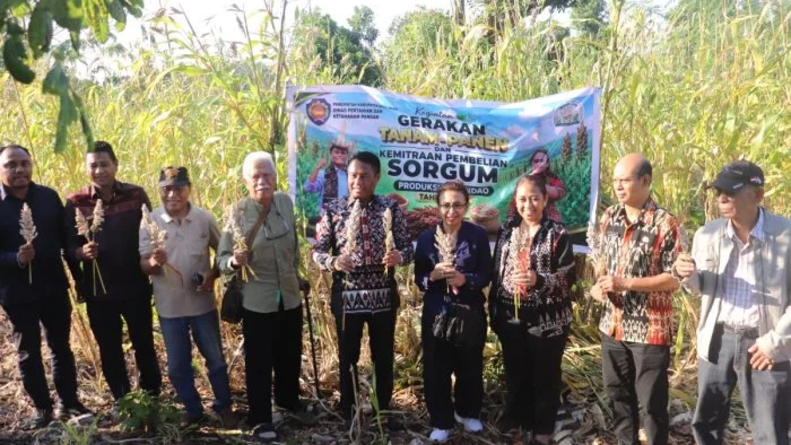 Bupati dan Wakil Bupati Melakukan Panen bersama Sorgum di Desa Daiama