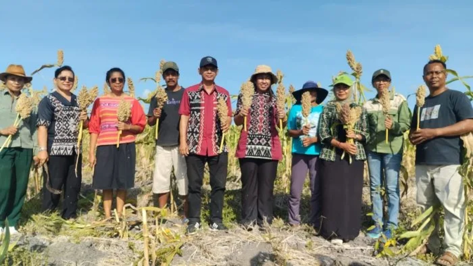 Wakil Bupati Rote Ndao Panen Raya Sorgum 2 Hektare di Pantai Baru