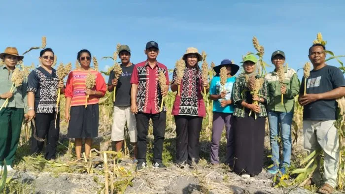 Wakil Bupati Rote Ndao Panen Raya Sorgum 2 Hektare di Pantai Baru