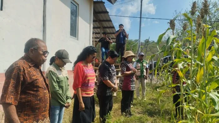 Wakil Bupati Rote Ndao melihat langsing proses panen raya sorgum 2 Hektare di Pantai Baru